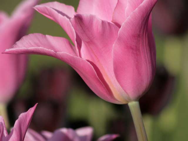 Сорт тюльпана Чайна Пинк (China Pink). Фото. 