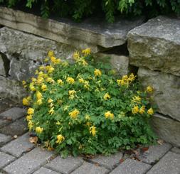 Yellow corydalis plants have finely cut foliage with yellow, tubular flowers.