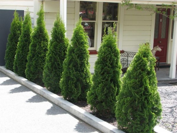 Thuja-6