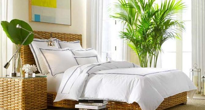 Комнатные растения для спальни: какие лучше выбрать, советы