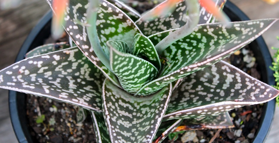 Алоэ пестрое (Aloe variegata)