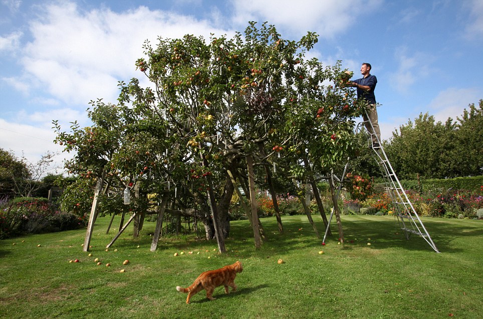 Paul Barnett and apple tree