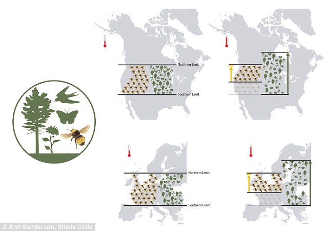 The shrinking homes of the bee: Global warming is shrinking the terrain where bumblebees live in North America and Europe, researchers have found.