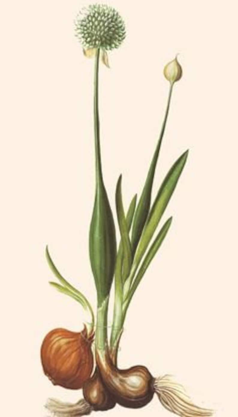 Лук Allium Cepa