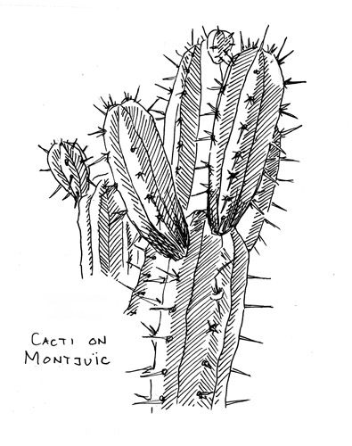 Внешнее строение кактуса сыча. Строение кактуса. Анатомическое строение кактуса. Тату Кактус эскизы. Стебель кактуса.