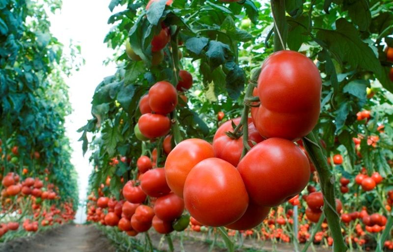 Tomatoes isolated. Fresh cut tomato set isolated on white background with clipping path