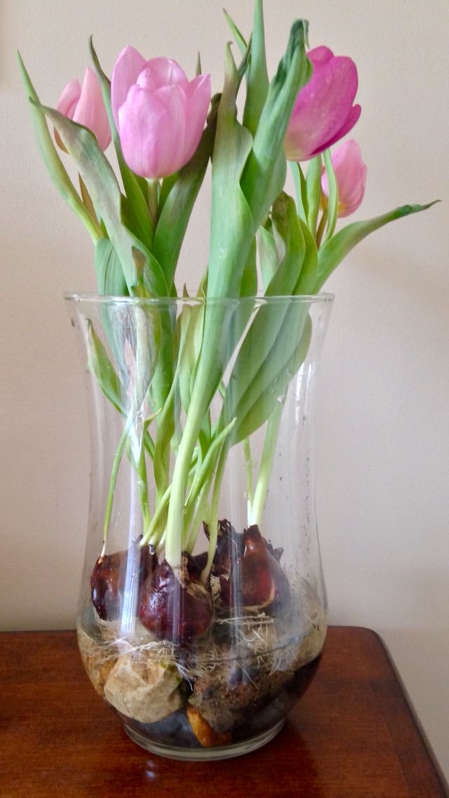 Цветы тюльпанов с луковицами что делать. Тюльпаны в вазе с луковицей. N.kmgfy c kerjdbwt d DFPT. Луковицы тюльпанов в стеклянной вазе. Луковица тюльпана.