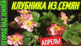 ФИТИЛЬНЫЙ ПОЛИВ ДЛЯ КЛУБНИКИ ИЗ СЕМЯН/КЛУБНИКА ЦВЕТЁТ В ПОДВЕСНЫХ ГРЯДКАХ.