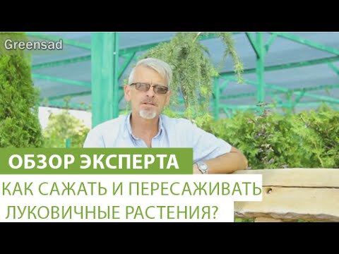 Как сажать и пересаживать луковичные растения?