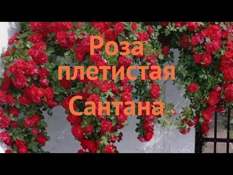 Роза плетистая Сантана (roza-pletistaya-santana) 🌿 Сантана обзор: как сажать, саженцы розы Сантана