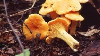 лисички грибы выращиваем дома