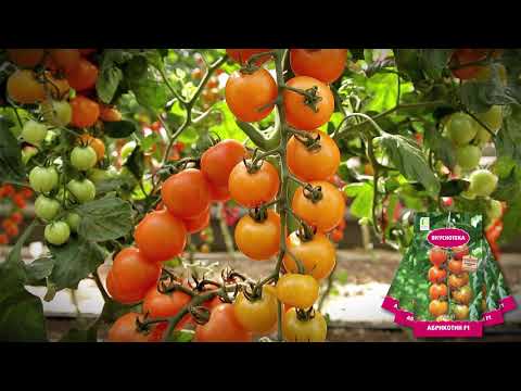 sladkie-sorta-cherri-foto-video-opisanie-tomaty-s-fruktovym-vkusom-9