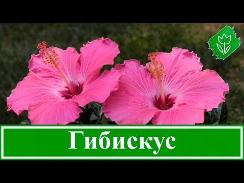 Посадка ранункулюса в открытом грунте и уход за растением в домашних условиях