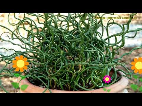 Ситник нитевидный Спиралис. Краткий обзор, описание характеристик juncus filiformis Spiralis