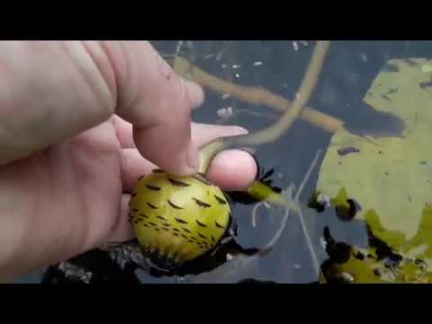 Собираем семена кувшинки(водяной лилии), 30 сентебря. We collect the seeds of water lilies.