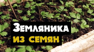 Земляника из семян - вырастить рассадку земляники ремонтантной из семян  (садовая земляника)