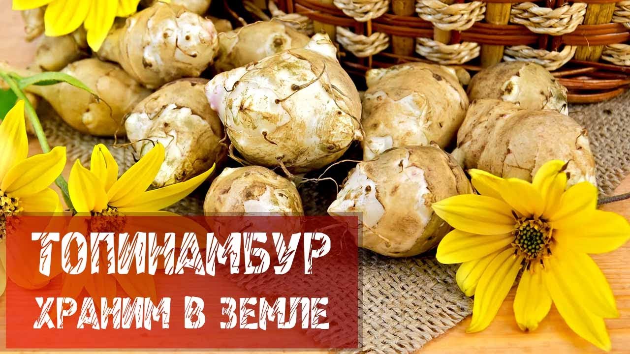 Топинамбур польза и вред. Топинамбур хранение. Топинамбур срок хранения. Топинамбур инфографика. Упаковка и хранение топинамбура.