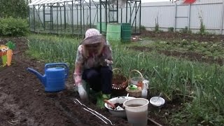 Лучки Пучки.  Серия 235.  Посев семян моркови в открытый грунт.