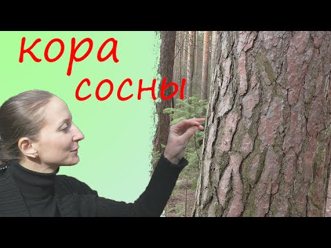 Кора сосны Прогулка в лесу 