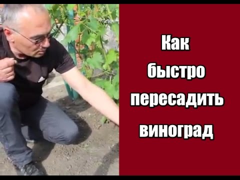 Правила пересадки клематиса на новое место в саду