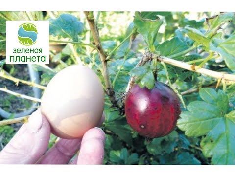 Крыжовник с куриное яйцо / Обрезка крыжовника / Как вырастить ягоду размером с куриное яйцо