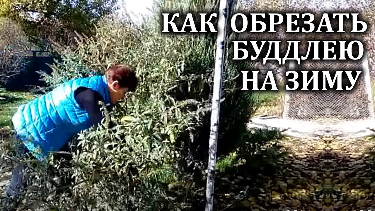 как обрезать будлею осенью