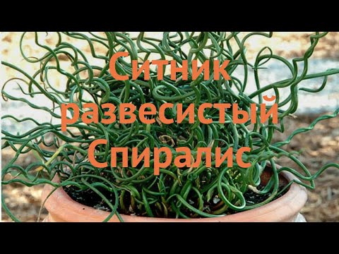 Ситник обыкновенный (sitnik-razvesistyy-spiralis) 🌿 ситник обзор: как сажать саженцы ситника