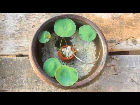 lotus plant potting l mini pot l gold fish