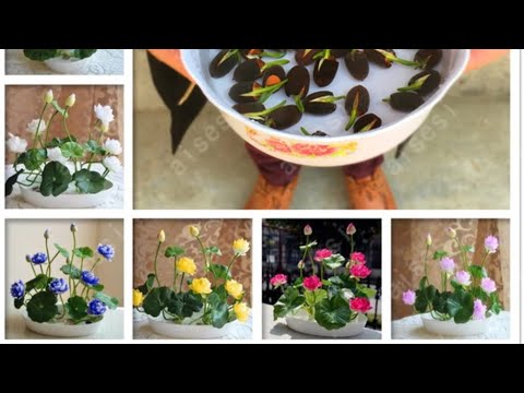 Миниатюрные  лотосы  из  Китая. Проращивание. Часть 1. bonsai flower lotus flower