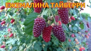 Ежемалина Тайбери. Tayberry.