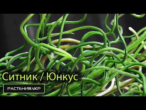 Ситник или Юнкус / водные растения