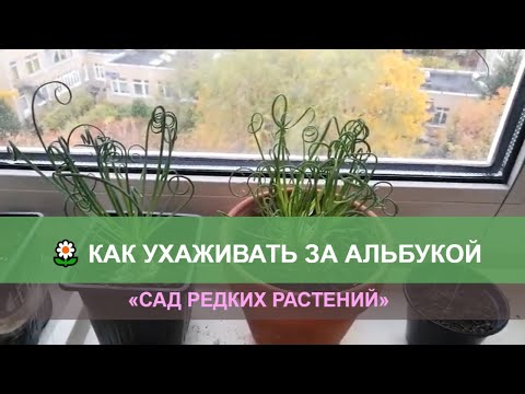 Альбука, уход и размножение