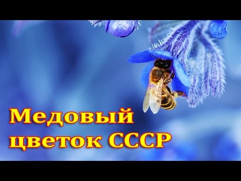 Пчеловодство СССР.Медовый цветок. Beekeeping in the USSR.Honey flower.