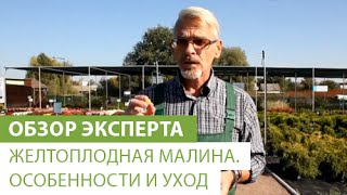 Желтоплодная малина. Особенности и уход