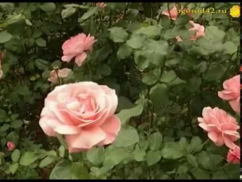 Розы в Сибири и на Алтае
