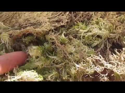 Хороший натуральный межвенцовый утеплитель мох