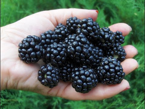 Сорт смородины Чёрный жемчуг: описание, особенности вегетации, урожайность