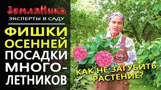 Посадка многолетников под зиму. Особенности посадки многолетников осенью, гортензия и хвойные.