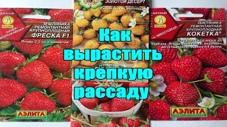 Выращивание рассады земляники из семян / Основные правила выращивания/ Самый лучший способ