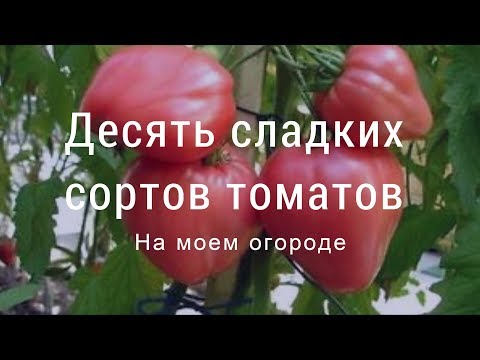 Сладкие сорта томатов на моем огороде. Юг западной Сибири