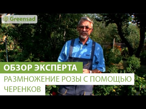 Как правильно посадить розу в открытый грунт весной и осенью?