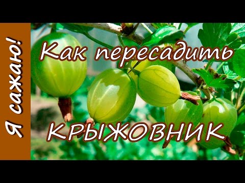 Когда лучше осуществлять пересадку роз на новое место и как это правильно сделать?