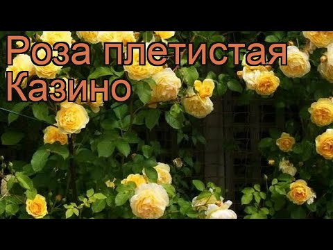 Роза плетистая Казино 🌿 плетистая роза Казино обзор: как сажать, саженцы розы Казино