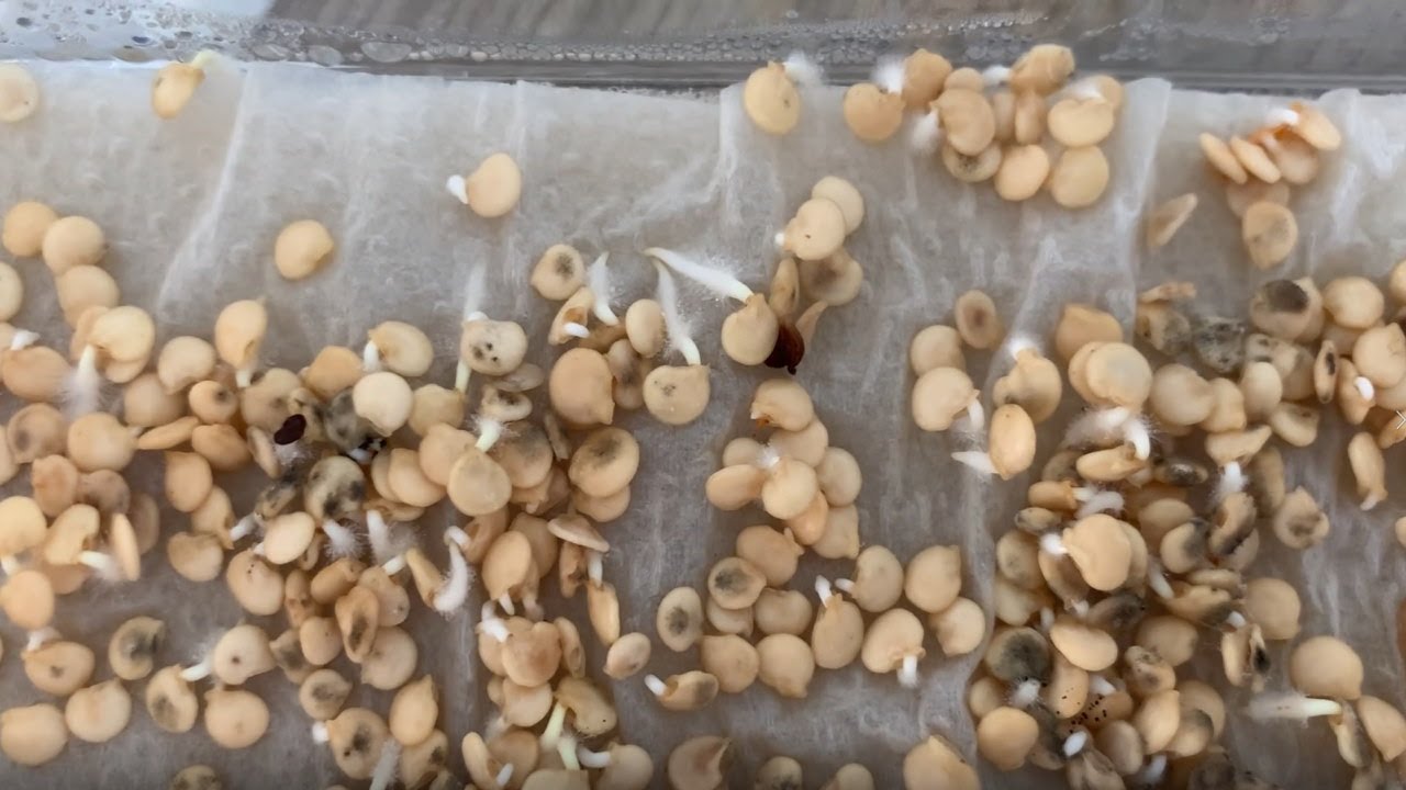 Можно собрать семена с гибридов