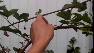 ЕЖЕВИКА. ФОРМИРОВАНИЕ НА ШПАЛЕРЕ. ВЫСОКИЙ УРОЖАЙ. BLACKBERRY. FORMATION on a trellis.