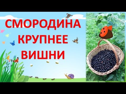 Характеристики и описание сорта томатов Черный принц