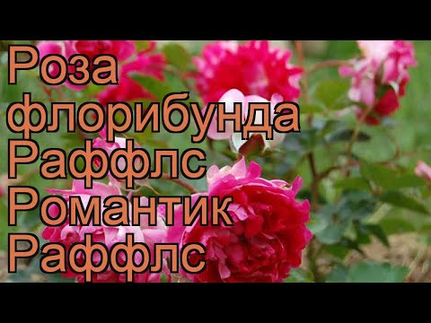 Роза флорибунда Раффлс Романтик Раффлс 🌿 обзор: как сажать, саженцы розы Раффлс Романтик Раффлс