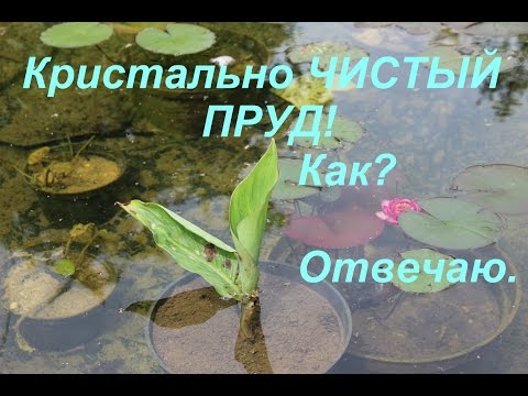 Кристально ЧИСТЫЙ ПРУД! Как? Отвечаю.