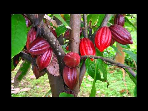 Как дома вырастить Шоколадное Дерево,или Какао
