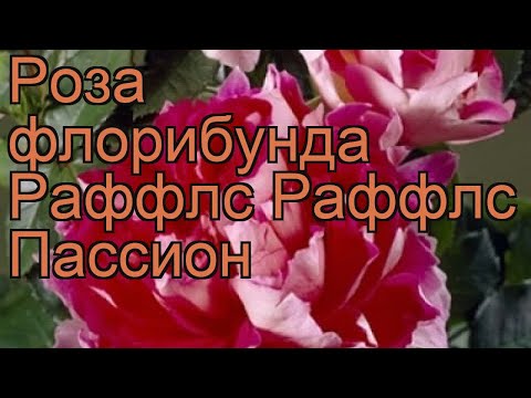 Роза флорибунда Раффлс Раффлс Пассион 🌿 обзор: как сажать, саженцы розы Раффлс Раффлс Пассион